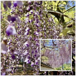 波多野 みずき