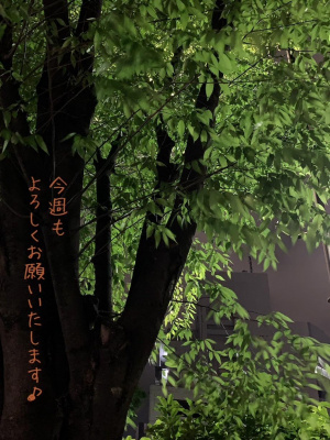 美熟女サロン　向日葵
