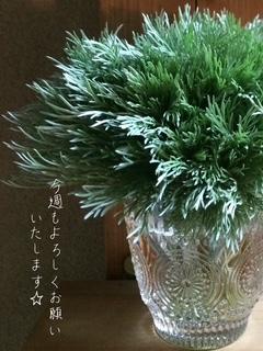 美熟女サロン　向日葵
