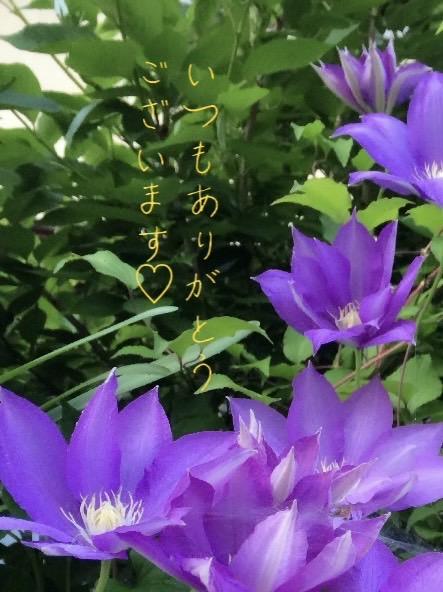美熟女サロン　向日葵
