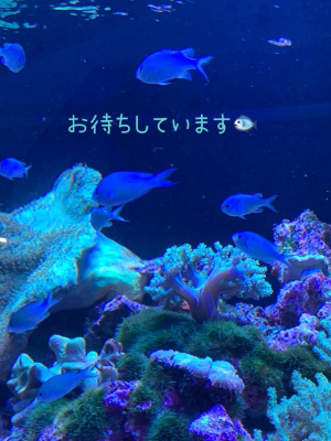 美熟女サロン　向日葵