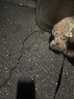 吉永さと