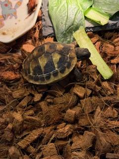 吉永さと
