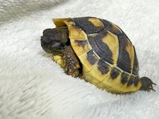 吉永さと