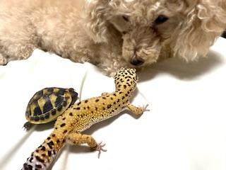 吉永さと