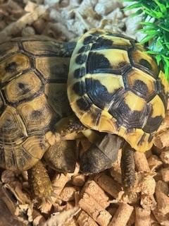 吉永さと