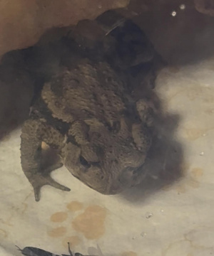 吉永さと