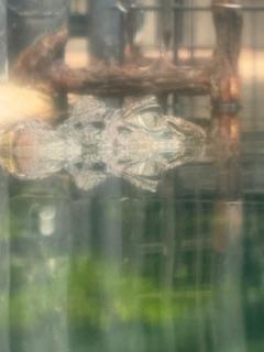 吉永さと