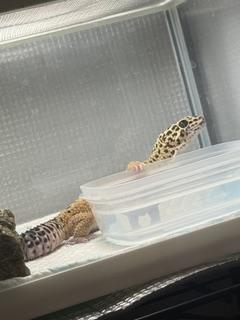 吉永さと