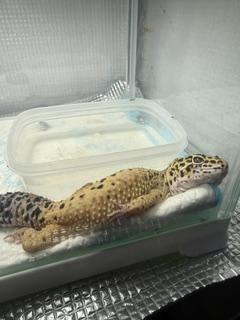 吉永さと