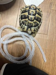 吉永さと