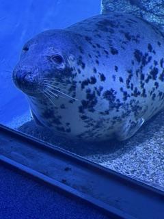 吉永さと