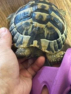 吉永さと