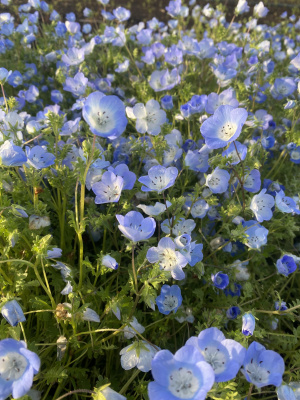 夏川みくる