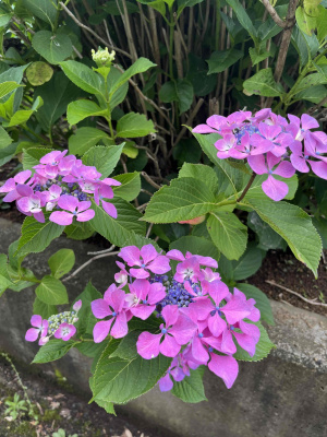 土屋ひな