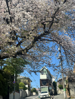店長 綾波 瑞希