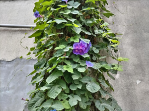 えみな