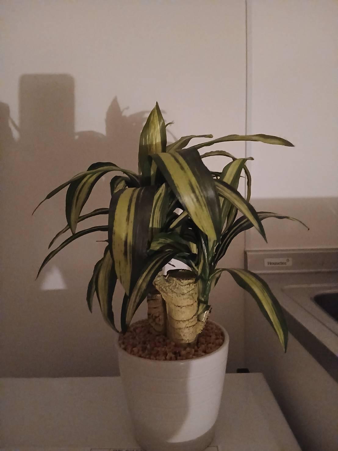 さくら