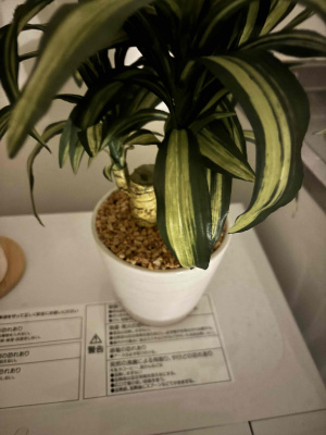 さくら