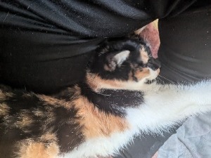 激安！近所の奥様 | てすと